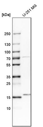 UBL4A Antibody in Western Blot (WB)