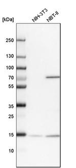 UBL4A Antibody in Western Blot (WB)
