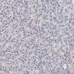 ICT1 Polyclonal Antibody
