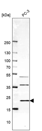 ICT1 Antibody in Western Blot (WB)