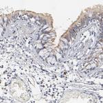 DNAL4 Antibody in Immunohistochemistry (Paraffin) (IHC (P))