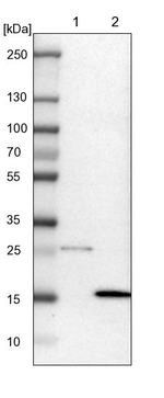 DNAL4 Antibody in Western Blot (WB)
