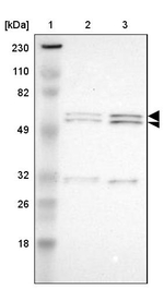 RGAG4 Antibody in Western Blot (WB)