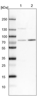 POMT2 Antibody in Western Blot (WB)