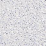 NPNT Antibody in Immunohistochemistry (Paraffin) (IHC (P))