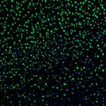 ZNF3 Antibody in Immunohistochemistry (Paraffin) (IHC (P))