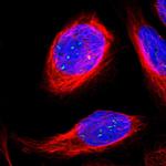 ERICH1 Antibody in Immunocytochemistry (ICC/IF)