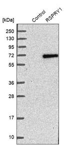 RSPRY1 Antibody in Western Blot (WB)