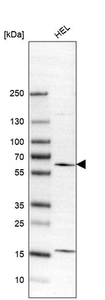 WIPF1 Antibody in Western Blot (WB)