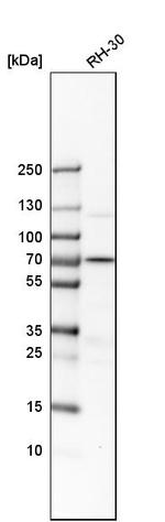 HCE Antibody in Western Blot (WB)