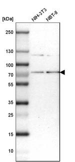 HCE Antibody in Western Blot (WB)