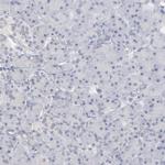 PNMA1 Antibody in Immunohistochemistry (IHC)