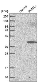 PNMA1 Antibody in Western Blot (WB)