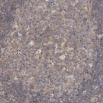 ZNF267 Antibody in Immunohistochemistry (Paraffin) (IHC (P))