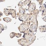 ZNF267 Antibody in Immunohistochemistry (Paraffin) (IHC (P))