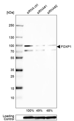 FOXP1 Antibody in Western Blot (WB)