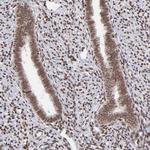 ZFX Antibody in Immunohistochemistry (Paraffin) (IHC (P))