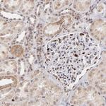 ZFX Antibody in Immunohistochemistry (Paraffin) (IHC (P))
