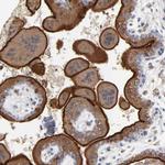 PDLIM2 Antibody in Immunohistochemistry (Paraffin) (IHC (P))