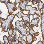 PDLIM2 Antibody in Immunohistochemistry (Paraffin) (IHC (P))