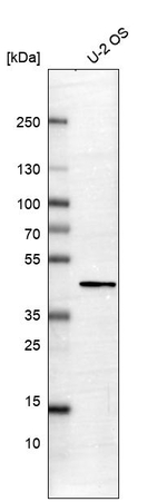 PDLIM2 Antibody in Western Blot (WB)