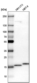 NDUFS4 Antibody in Western Blot (WB)