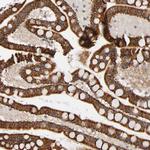 REEP5 Polyclonal Antibody