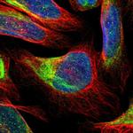 FAM118A Antibody in Immunocytochemistry (ICC/IF)