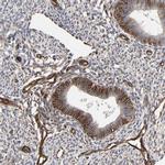 FAM118A Antibody in Immunohistochemistry (Paraffin) (IHC (P))