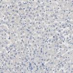 FAM118A Antibody in Immunohistochemistry (Paraffin) (IHC (P))