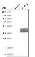 FAM118A Antibody in Western Blot (WB)