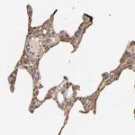 VSIG4 Polyclonal Antibody