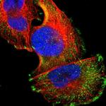 FAIM3 Polyclonal Antibody