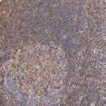 FAIM3 Antibody in Immunohistochemistry (Paraffin) (IHC (P))