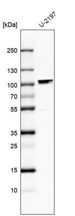 MAMLD1 Antibody in Western Blot (WB)
