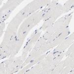 VIP36 Antibody in Immunohistochemistry (Paraffin) (IHC (P))