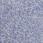 CCDC134 Antibody in Immunohistochemistry (Paraffin) (IHC (P))