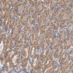 CCDC134 Antibody in Immunohistochemistry (Paraffin) (IHC (P))