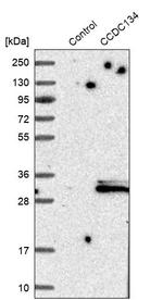 CCDC134 Antibody in Western Blot (WB)