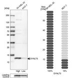 DYNLT3 Antibody in Western Blot (WB)