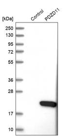 PDZD11 Antibody in Western Blot (WB)