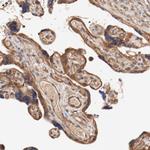 PITPNM2 Antibody in Immunohistochemistry (Paraffin) (IHC (P))