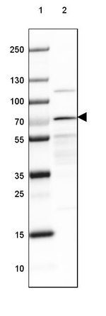 RARS Antibody in Western Blot (WB)