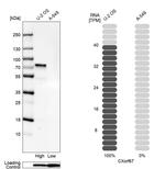 CXorf67 Antibody in Western Blot (WB)