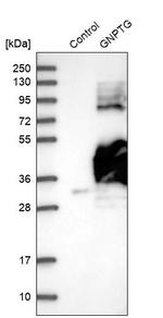 GNPTG Antibody in Western Blot (WB)