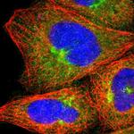 Njmu-R1 Polyclonal Antibody