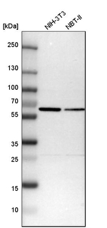 SMARCD1 Antibody in Western Blot (WB)
