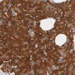 RPS29 Antibody in Immunohistochemistry (Paraffin) (IHC (P))