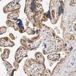 RPS29 Antibody in Immunohistochemistry (Paraffin) (IHC (P))