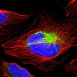 RBM23 Antibody in Immunocytochemistry (ICC/IF)